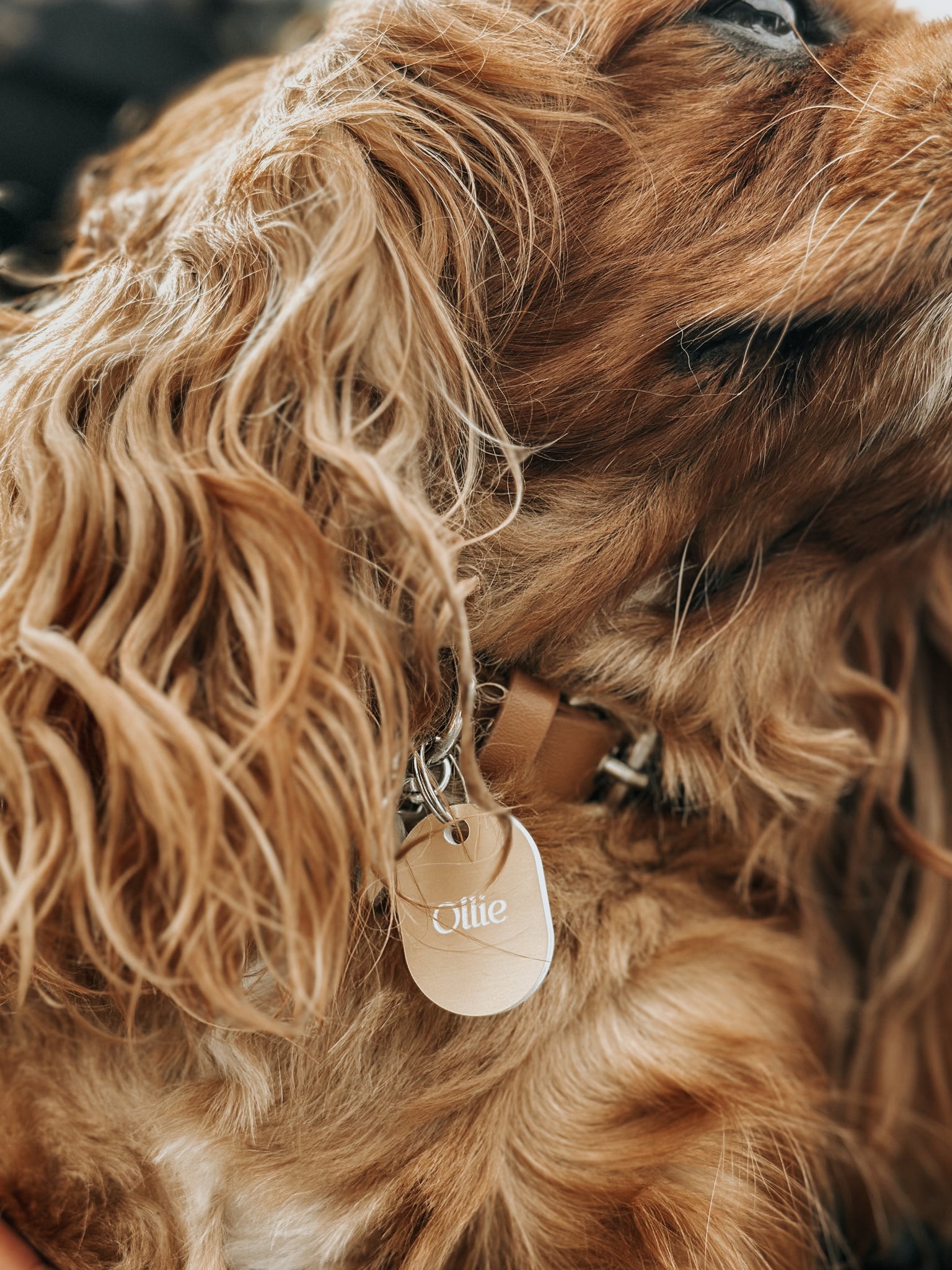 Pet ID Tag